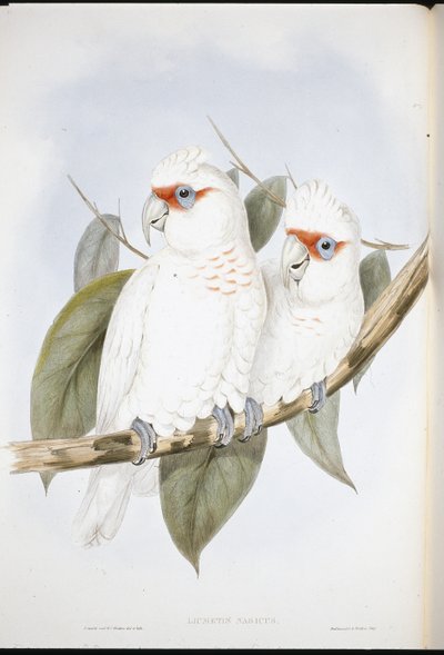 Hosszúcsőrű kakadu (Licmetis Nasicus) (kézzel színezett litho) alkotó: John (after) Gould