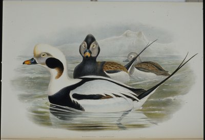 Hosszúfarkú kacsa (Harelda Glacialis) (kézzel színezett litho) alkotó: John (after) Gould