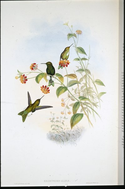 Fémes lábszár (Eriocnemis Alinae) (kézzel színezett litho) alkotó: John (after) Gould
