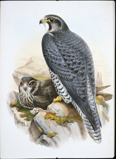 Norvég sólyom (Falco Gyrfalco) (kézzel színezett litográfia) alkotó: John (after) Gould