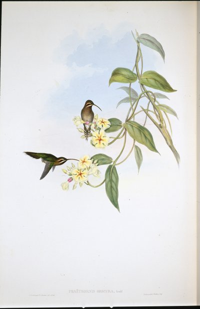 Homályos remete (Phaethorne Obscura) (kézzel színezett litho) alkotó: John (after) Gould