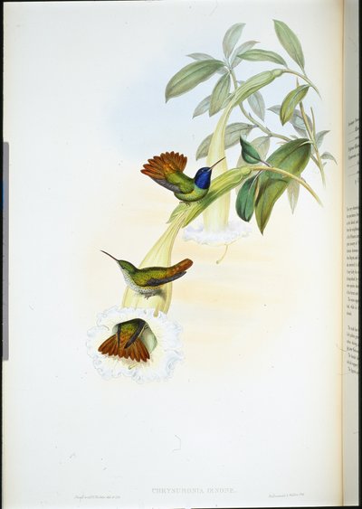 Oenone kolibri (Chrysuronia oenone) (kézzel színezett litho) alkotó: John (after) Gould