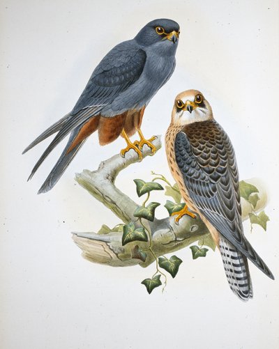 Narancslábú hobbi (Erythropus Vespertinus) (kézzel színezett litho) alkotó: John (after) Gould