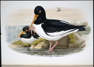 Osztrigafogó (Heamatopus Ostralegus) (kézzel színezett litho) alkotó: John (after) Gould