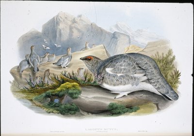 Ptarmigan (Őszi tollazat) (Lagopus Mutus) (kézzel színezett litho) alkotó: John (after) Gould