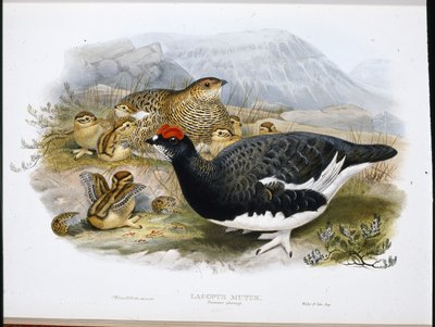 Ptarmigan (Summer Plumage) (Lagopus Mutus) (kézzel színezett fotó) alkotó: John (after) Gould