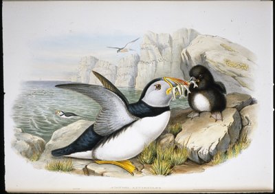 Puffin (Fratercula Arctica) (kézzel színezett litho) alkotó: John (after) Gould