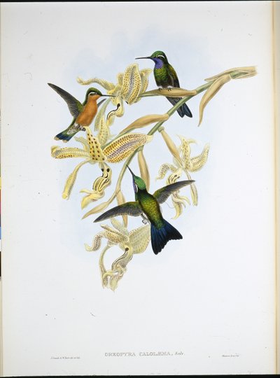 Lila torkú kolibri (Oreopyra Calolaema) (kézzel színezett litho) alkotó: John (after) Gould