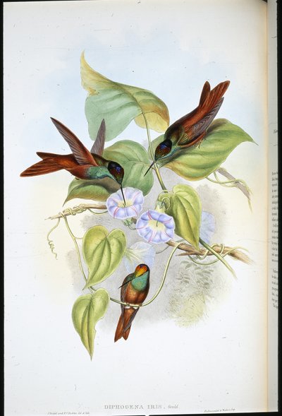 Szivárvány (Diphogena Iris) (kézi színes litográfia) alkotó: John (after) Gould