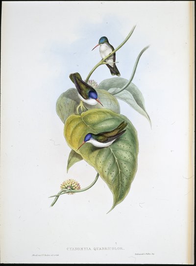 Vörös csőrű azúrkorona (Cyanomyia Quadricolor) (kézzel színezett litho) alkotó: John (after) Gould