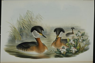 Vörösnyakú vöcsök (Podiceps Rubricollis) (kézzel színezett litho) alkotó: John (after) Gould
