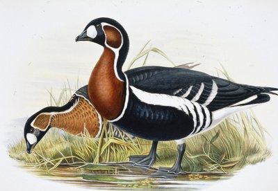 Vörösmellű liba (Bernicla Ruficollis (kézzel színezett litho) alkotó: John (after) Gould