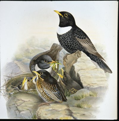 Ouzel gyűrű (Mer Ulatorquata) (kézzel színezett litó) alkotó: John (after) Gould