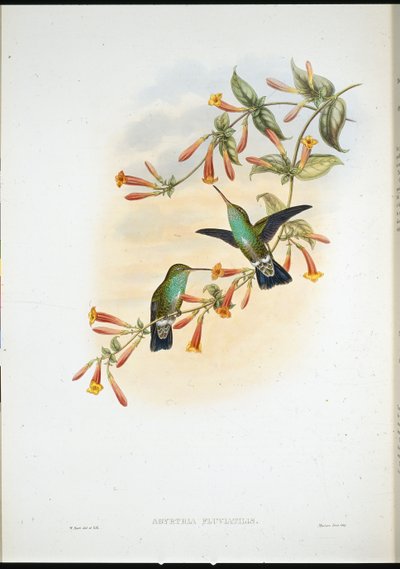 Folyói smaragd (Agyrtria Fluviatilis) (kézzel színezett litho) alkotó: John (after) Gould