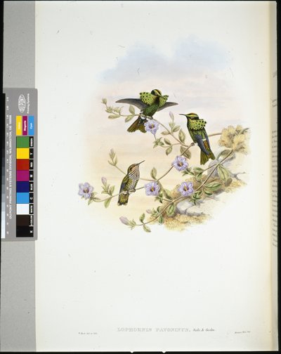 Roraima Coquette (lophornis pavoninus) (kézzel színezett litho) alkotó: John (after) Gould