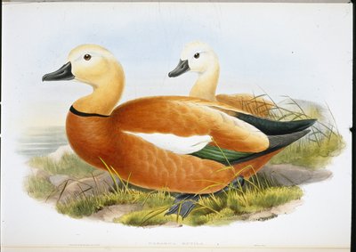 Ruddy Shelldrake (kézzel színezett tagok) alkotó: John (after) Gould