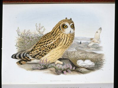 RÖVIDFÜLÚ BAGOLLY (Brachyotus Palustris) (kézzel színezett litho) alkotó: John (after) Gould