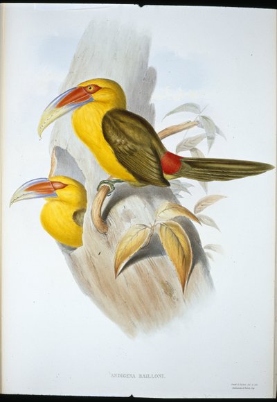 Sáfrány színű hegyi tukán (Andigena Bailloni) (kézzel színezett litho) alkotó: John (after) Gould