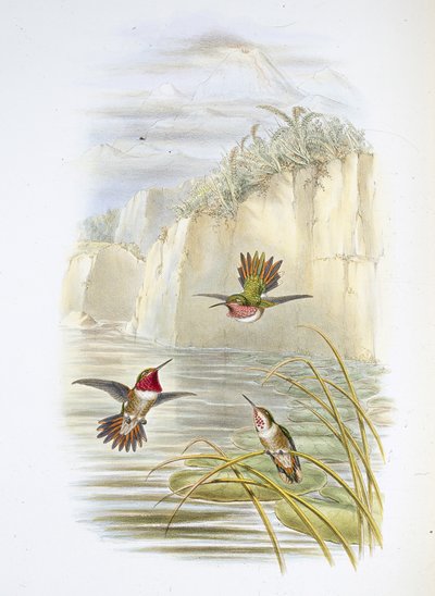 Salvin lánghordozója. (Selasphorus ardens). (kézzel színezett litó) alkotó: John (after) Gould