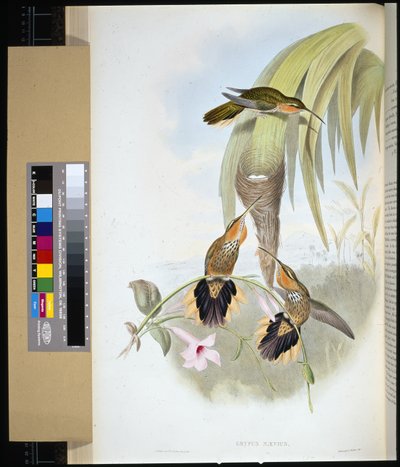 Fűrészcsőrű (grypus naevius) (kézzel színezett litho) alkotó: John (after) Gould