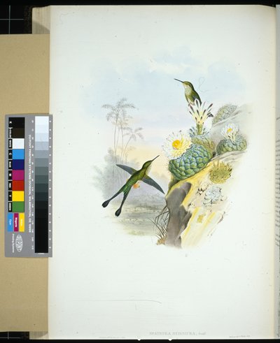 Ollófarkú ütőfarkú (spathura scissiura) (kézzel színezett litho) alkotó: John (after) Gould
