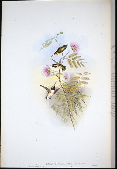 Rövidfarkú erdei csillag (Calothorax Micrurus) (kézzel színezett litho) alkotó: John (after) Gould