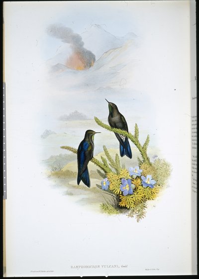 Déli töviscsőrű (Ramphomicron Vulcani) (kézzel színezett litho) alkotó: John (after) Gould