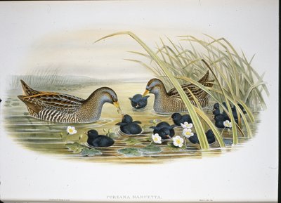 Spotted Crake (Porzana Maruetta) (kézzel színezett litho) alkotó: John (after) Gould