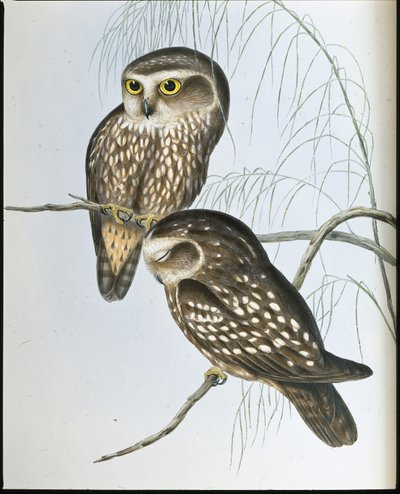 Pettyes bagoly (Athene Maculata) (kézzel színezett litho) alkotó: John (after) Gould