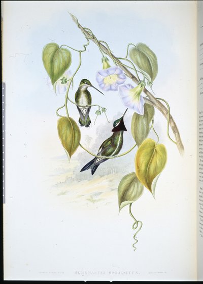 Csíkos mellű csillagtorok (heliomaster mesoleucus) (kézzel színezett litho) alkotó: John (after) Gould
