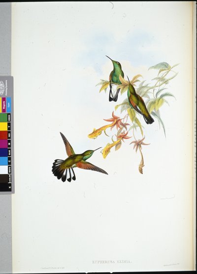 Csíkosfarkú kolibri (Eupherusa Eximia) (kézzel színezett litho) alkotó: John (after) Gould