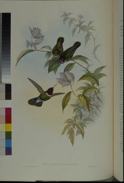 Napangyal (Heliangelus Clarisse) (kézzel színezett litó) alkotó: John (after) Gould
