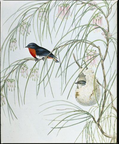 Fecske Dicaeum (kézzel színezett figurák) alkotó: John (after) Gould