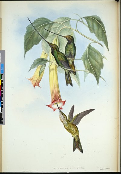 Kardcsőrű (Docimastes Ensiferus) (kézzel színezett litho) alkotó: John (after) Gould