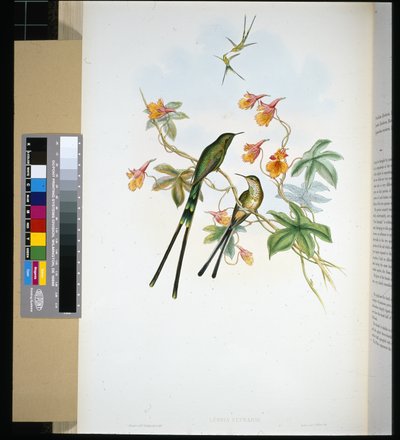 Vonathordozó (lesbia eucharis) (kézzel színezett litho) alkotó: John (after) Gould