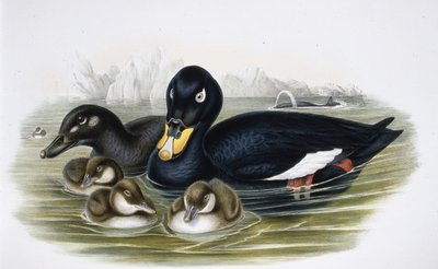 Velvet Scoter (oidemla fusca) (kézzel színezett litho) alkotó: John (after) Gould