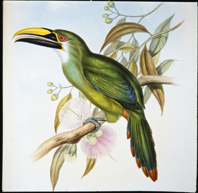 Wagler horonycsőrű (Aulacoramphus Wagleri) (kézzel színezett litó) alkotó: John (after) Gould