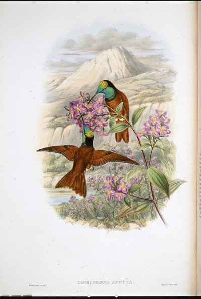 Warszewicz szivárvány kolibri (Diphlogaena Aurora) (kézzel színezett litó) alkotó: John (after) Gould