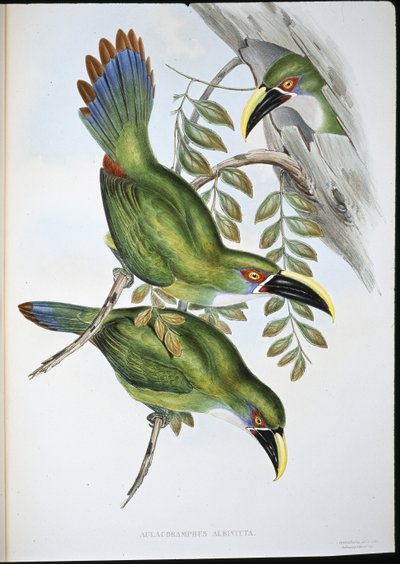 Fehér sávos barázdacsőrű tukán (Aulacoramphus Albivitta) (kézzel színezett litho) alkotó: John (after) Gould