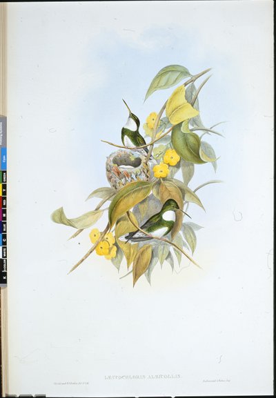 Fehér torok (Leucochloris Albicollis) (kézzel színezett litho) alkotó: John (after) Gould