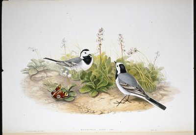 Fehér billegető (Motacilla Alba) (kézzel színezett litho) alkotó: John (after) Gould