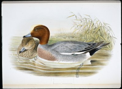 Widgeon (Mareca Penelope) (kézzel színezett litho) alkotó: John (after) Gould