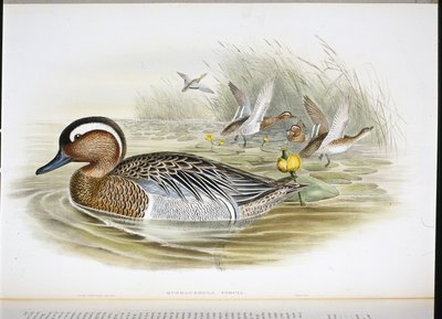 Querquedula Circia (kézzel színezett litó) alkotó: John (after) Gould
