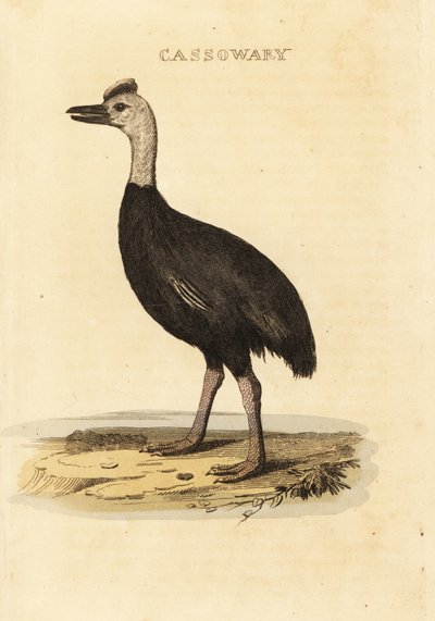 Déli kazuár, Casuarius casuarius alkotó: John (after) Latham