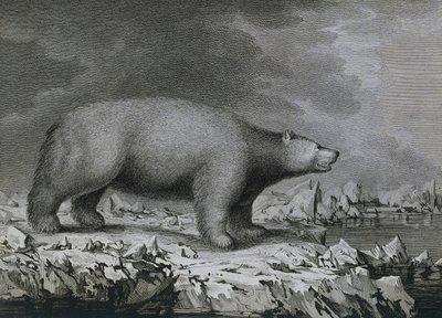 Jegesmedve, Peter Mazel metszete John Webber (1750-1793) rajza után, amelyet James Cook harmadik utazása során készített alkotó: John (after) Webber