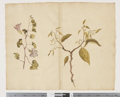 F.13 Ipomea Pes, kecske; Celtis paniculata, 1790-1795 körül (akvarell és tinta papíron) alkotó: John (attr. to) Doody