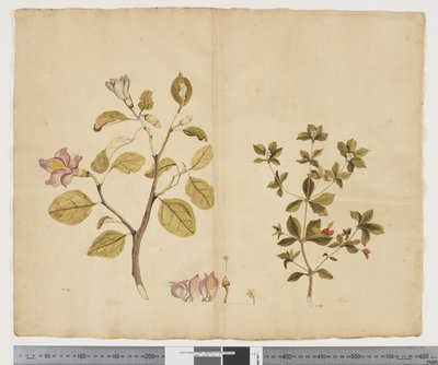 F.15 Lagunaria Patersonia; Alyxia gynopogon, 1790-95 körül (akvarell és tinta papíron) alkotó: John (attr. to) Doody