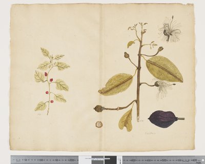 F.18 Tetragonia impplexicoma; Caparis nobilis „Devil