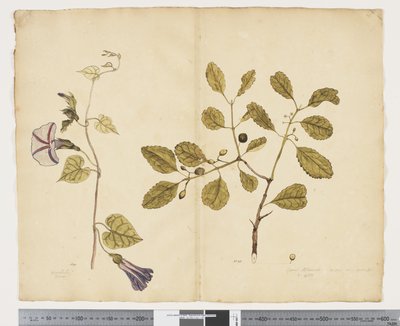 F.24 Ipomoea congesta; Elaeodendron curtipendulum, 1790-95 körül (akvarell és tinta papíron) alkotó: John (attr. to) Doody