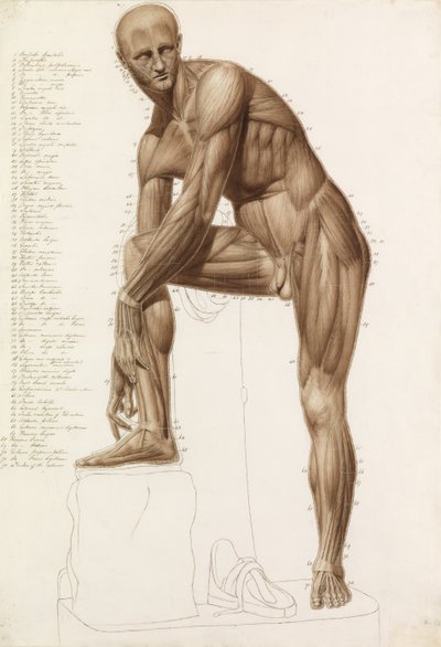 Anatómiai tanulmány: Emberi izomzat, Praxiteles pózában" "Hermész rögzíti a szandálját" alkotó: John Bathe